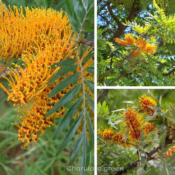 silvar-oak সিলভার ওক
