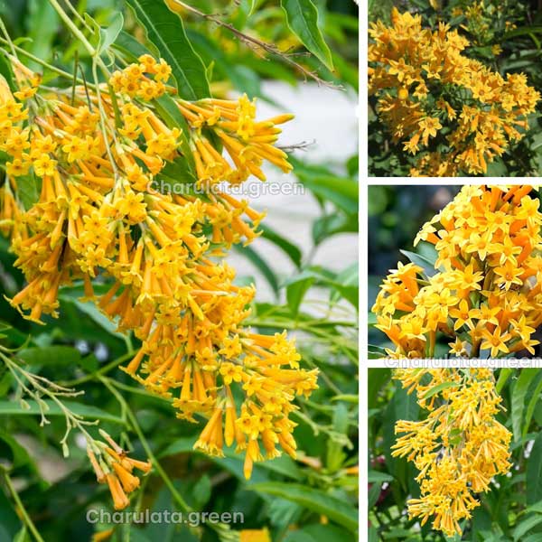 yellow-hasnahena হাসনাহেনা