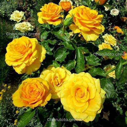 yellow-rose2 হলুদ হাজারী গোলাপ