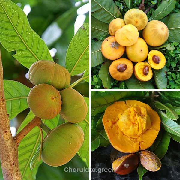 Ross-Sapote রোজ সাপোটে
