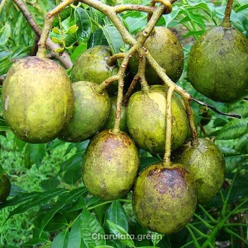 amra বারোমাসি আমড়া