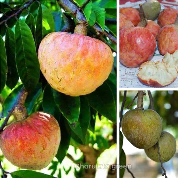 ata আতা ফল গাছ