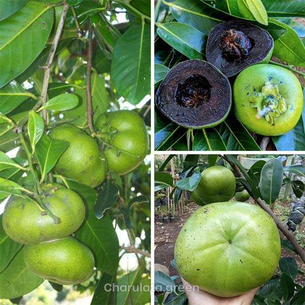 black-sapote ব্ল্যাক সাপোটে