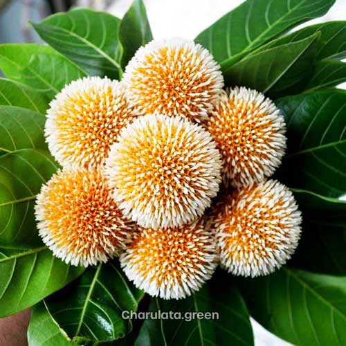 kodom হলুদ কদম
