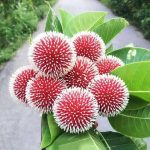 লাল কদম
