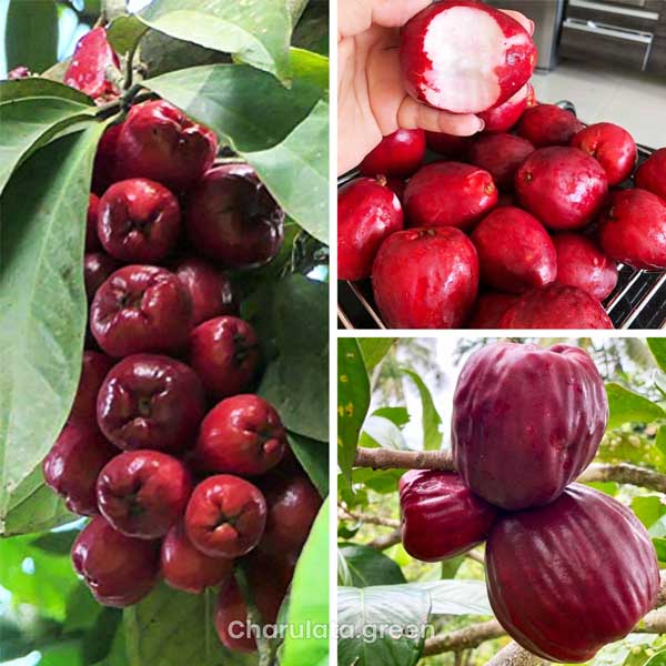 maloy-apple মালয় আপেল