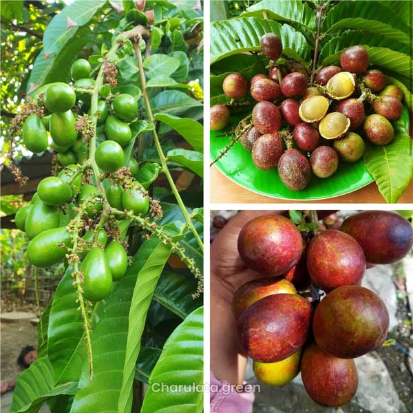 matoya মাটোয়া পার্পল ফ্রুট