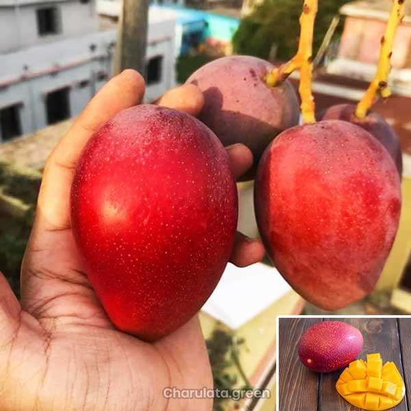 miyazaki-mango জাপানিজ মিয়াজাকি আম