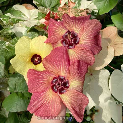 sea-hibiscus সমুদ্র জবা