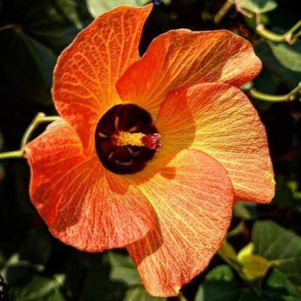 সমুদ্র জবা