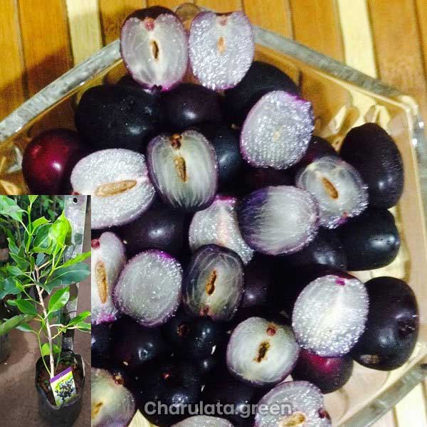 seedless-jam সিডলেস জাম
