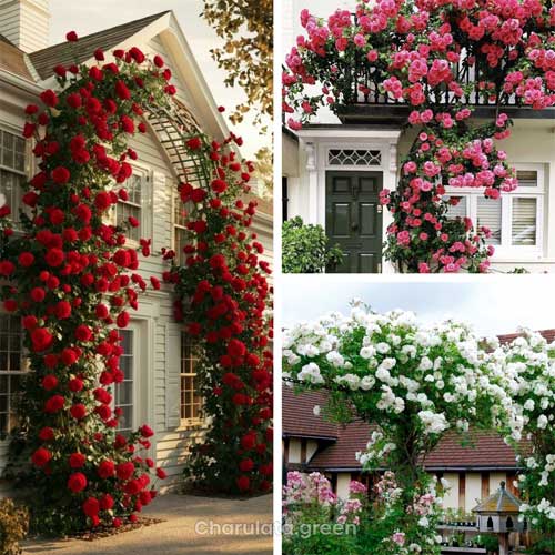 climbing-rose লতা গোলাপ