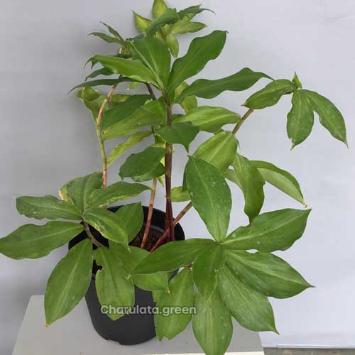 insulin-plant ইন্সুলিন