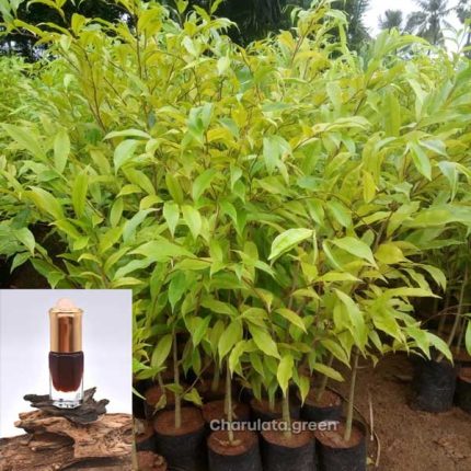 আগর গাছ