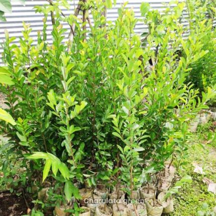 অ্যানোনা স্পাইনসেন্স