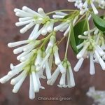 সাদা হাসনাহেনা