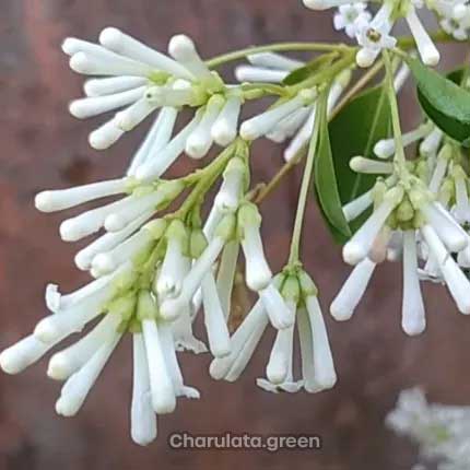 সাদা হাসনাহেনা