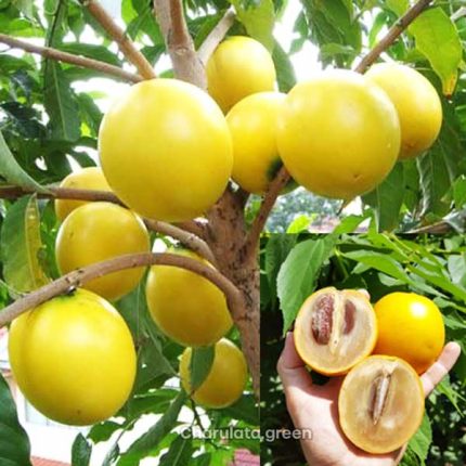 জায়ান্ট আবিউ