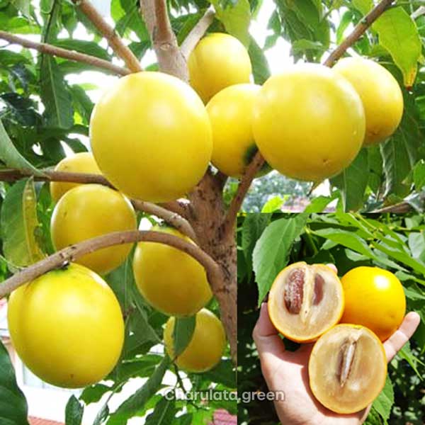 giant-abiu জায়ান্ট আবিউ