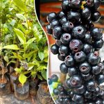lipote fruit