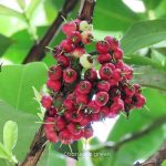 lipote fruit