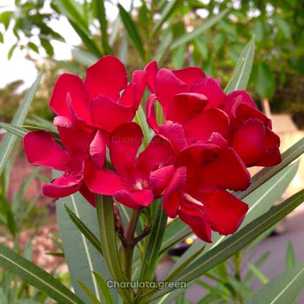 oleander-red রক্তকরবী