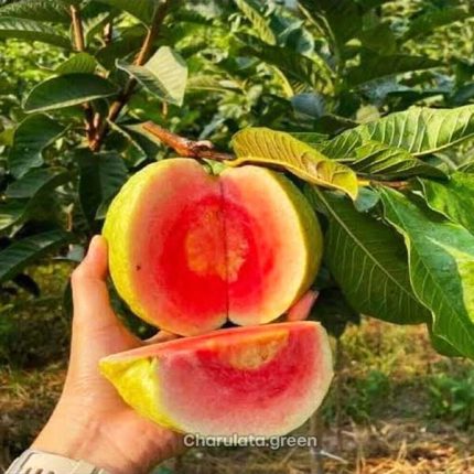 রেড ডায়মন্ড পেয়ারা