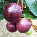 স্টার আপেল (মিল্ক ফ্রুট) - Image 2