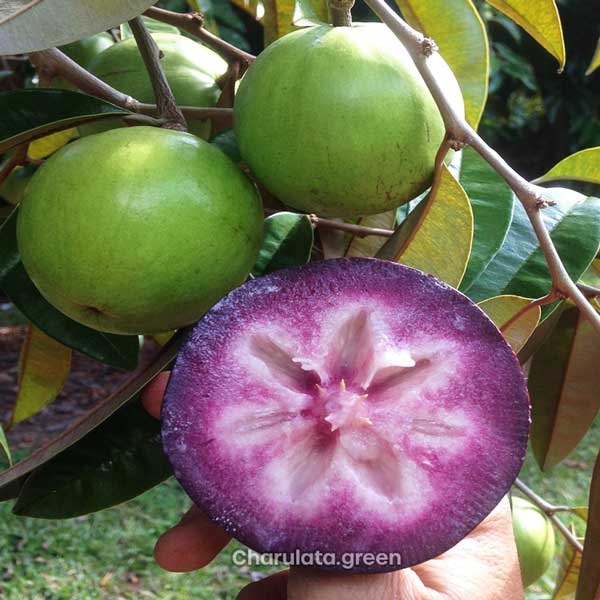 star-apple স্টার আপেল