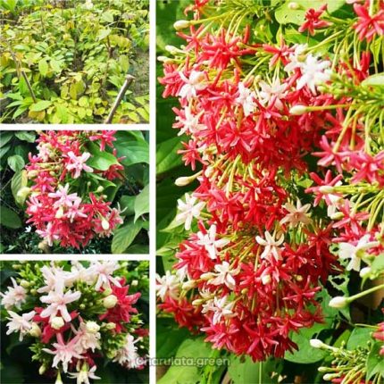 ডাবল মধুমঞ্জুরি