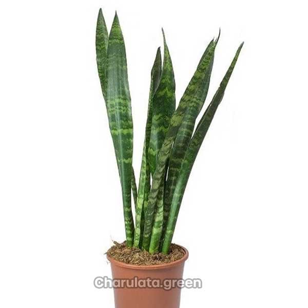 sansevieria-green সবুজ স্নেকপ্ল্যান্ট