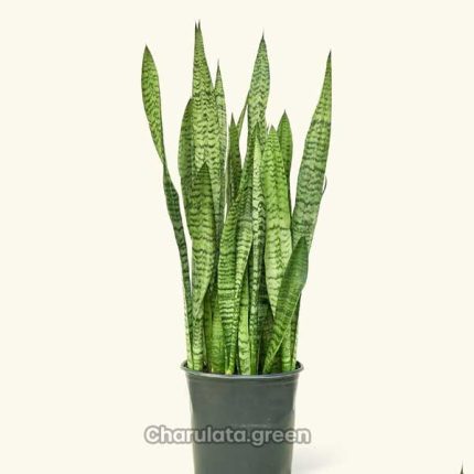 সবুজ স্নেকপ্ল্যান্ট