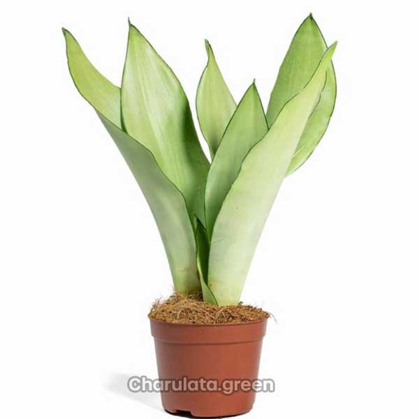 sansevieria-moonsine3 স্নেকপ্ল্যান্ট মুনশাইন