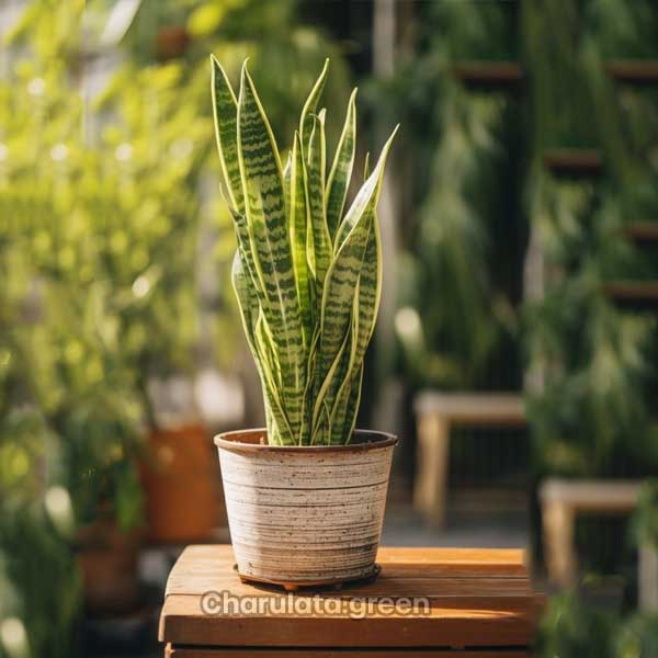 sansevieria2 স্নেকপ্ল্যান্ট
