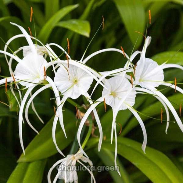 spider-lili স্পাইডার লিলি