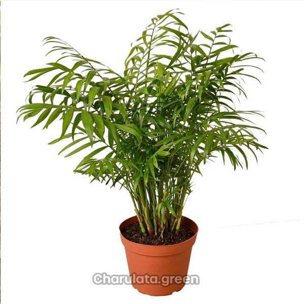 Parlor-Palm পার্লর পাম