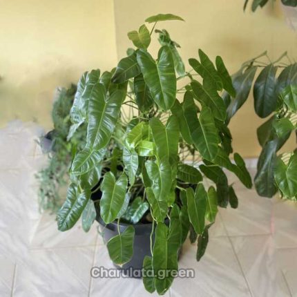 ফিলোডেনড্রোন বার্লে মার্কস