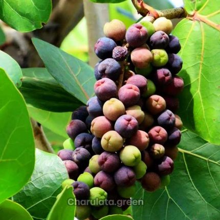 সি গ্রেপ