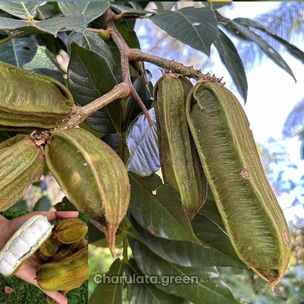 ice-cream-bean আইসক্রিম বিন