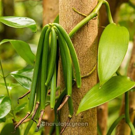 ভ্যানিলা