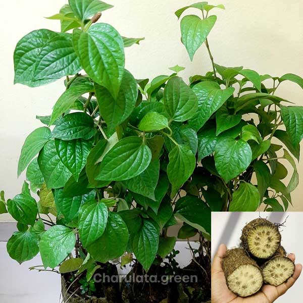 cui চুইঝাল