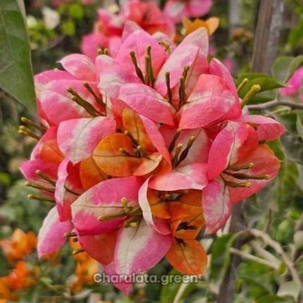 গোল্ডেন সানশাইন
