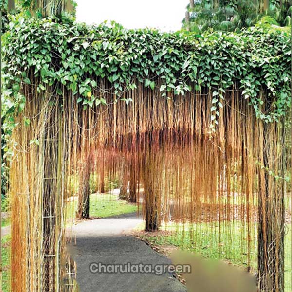 jobonika-lota যবনিকা লতা