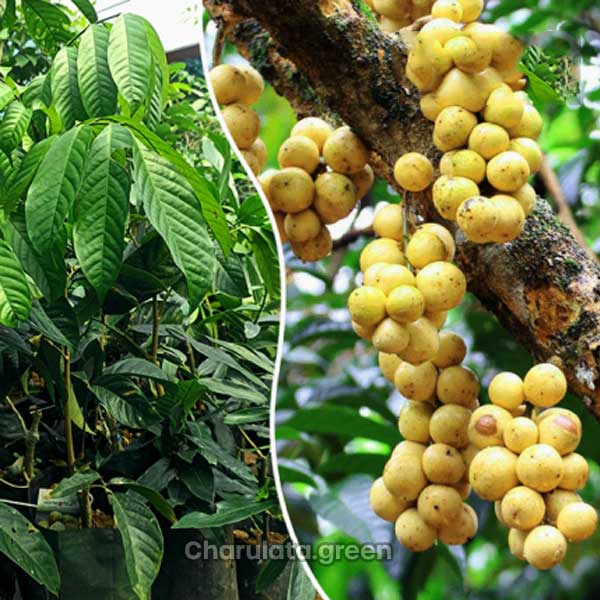 kubal কুবাল