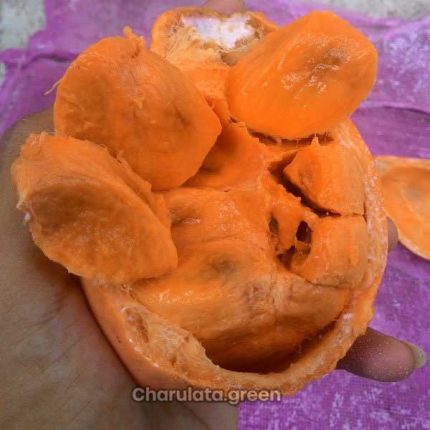 কুবাল