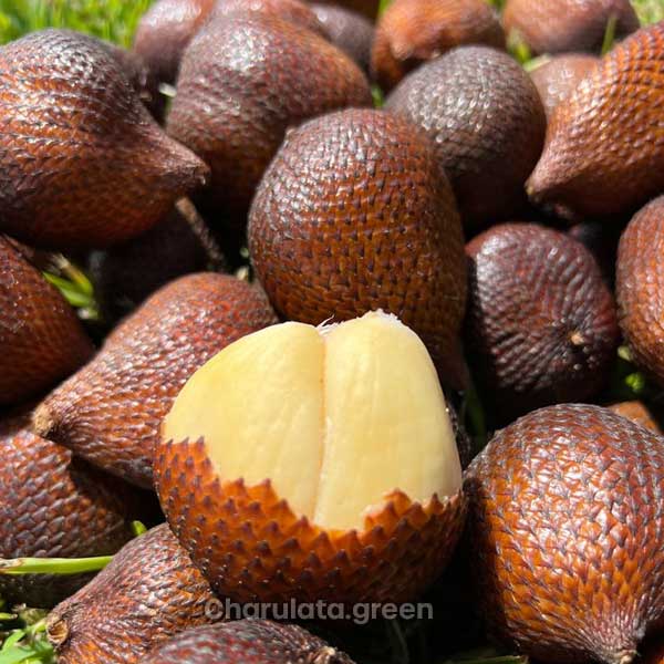 salak2 সালাক