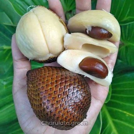 সালাক