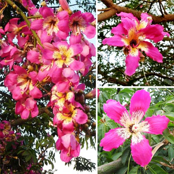 silkcotton মেক্সিকান সিল্ক কটন