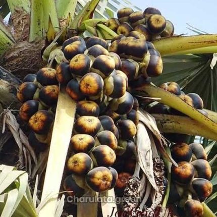 তাল গাছ