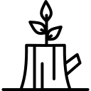 কাঠ গাছ